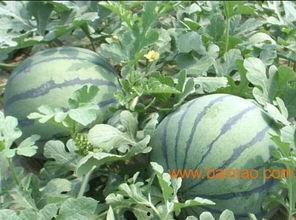 山东网红团队吃瓜,揭秘幕后美食风云 第3张 山东网红团队吃瓜,揭秘幕后美食风云 第3张